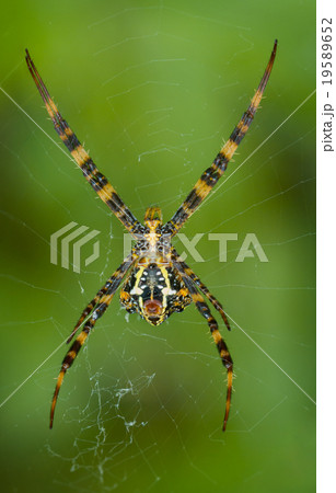 蜘蛛 クモ 黄色 黒の写真素材