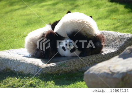 パンダ かわいい おもしろい じゃれるの写真素材