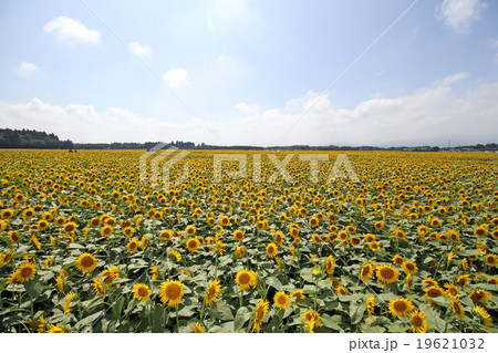 宮崎県 児湯郡 高鍋町 ひまわりの写真素材