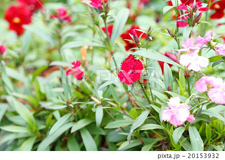 花壇 花 テルスター ナデシコ科の写真素材