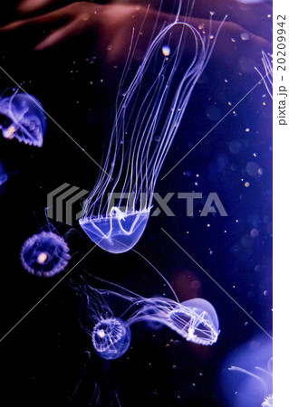 クラゲ ギヤマンクラゲ 幻想的 水中写真の写真素材
