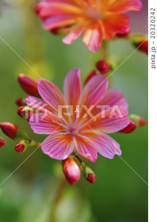 レウィシア 花 イワハナビ 赤の写真素材