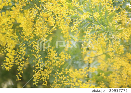 ミモザ 蕾 花木 つぼみの写真素材 - PIXTA ミモザ 蕾 花木 つぼみの写真素材 - PIXTA