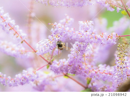 メイフラワー 花の写真素材