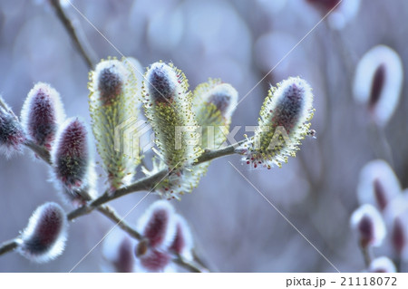 猫柳 季節の花の写真素材