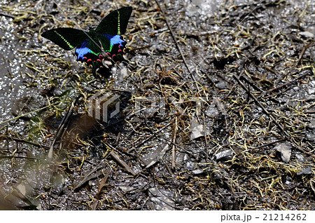 タカネクジャクアゲハ ♀標本☆ ダージリン産☆ 85mm左後翅尾突修理欠損