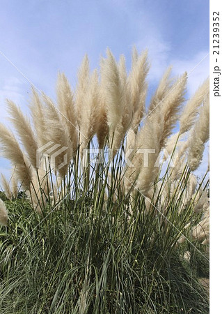 ススキに似た植物 植物の写真素材