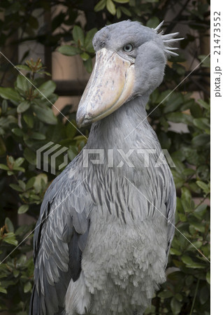 ハシビロコウ 鳥 くちばし 面白い顔の写真素材