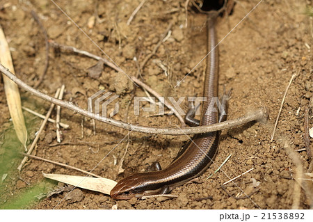 ニホントカゲ トカゲ 爬虫類 巣穴の写真素材 - PIXTA