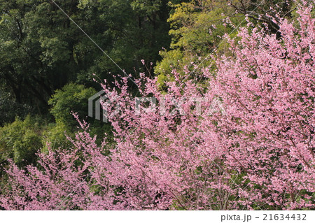 ベニザクラ 植物 紅桜の写真素材