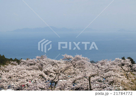 びわ湖バレイ 桜 風景 近畿の写真素材