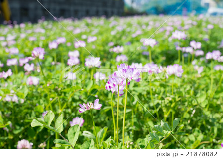 白花レンゲソウ - 里山の花