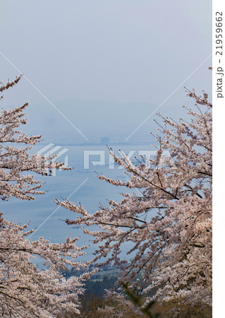 びわ湖バレイ 桜 風景 近畿の写真素材