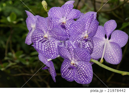 花 蘭 パンダ 洋らんの写真素材