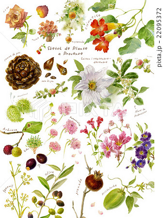 植物図鑑のイラスト素材 Pixta