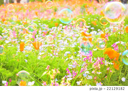 花畑 花 シャボン玉 複数の写真素材