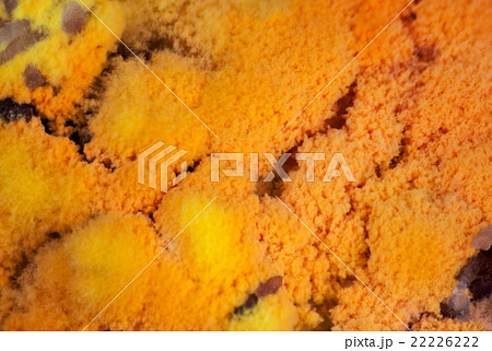 オレンジ オレンジ色 腐った かびの生えたの写真素材