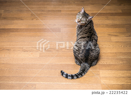 見返り猫の写真素材 - PIXTA