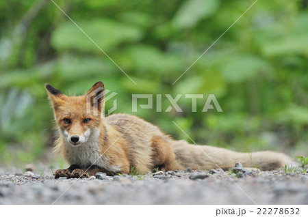 キタキツネ 動物 座る 狐の写真素材