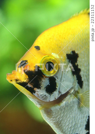 ベラ亜目 淡水魚の写真素材