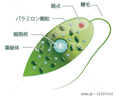 ユーグレナのイラスト素材