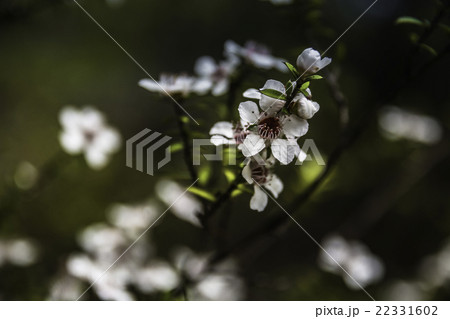 マヌカハニー 花の写真素材