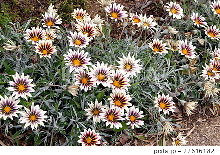 ガザニア 花 花壇 シルバーリーフの写真素材