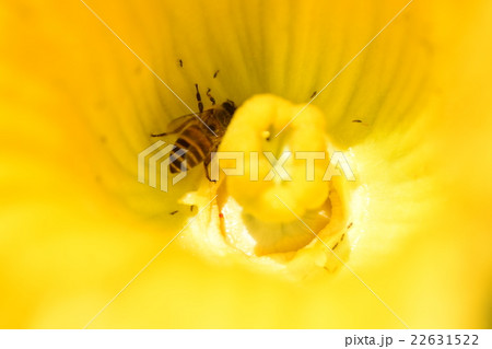 カボチャの花粉の写真素材