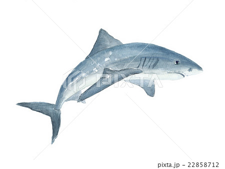 鮫 魚 魚類 水彩画の写真素材