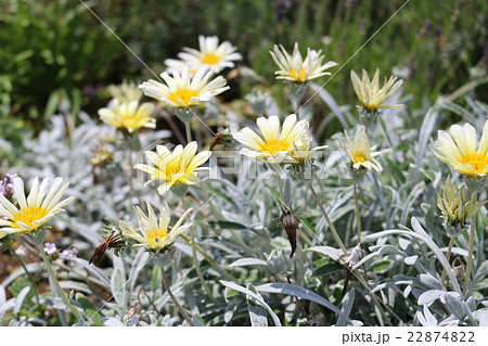 ガザニア 花 花壇 シルバーリーフの写真素材