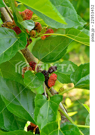 クワ クワ科 落葉高木 クワノミの写真素材 クワ クワ科 落葉高木 クワノミの写真素材
