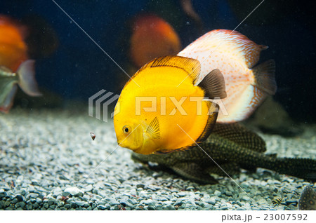 菊目石 サンゴの写真素材 - PIXTA