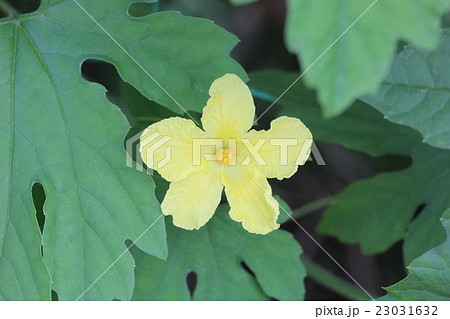 ツルレイシ 花 植物 雄しべの写真素材