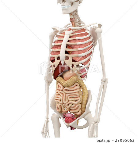 人体 女性 内臓 仕組みの写真素材