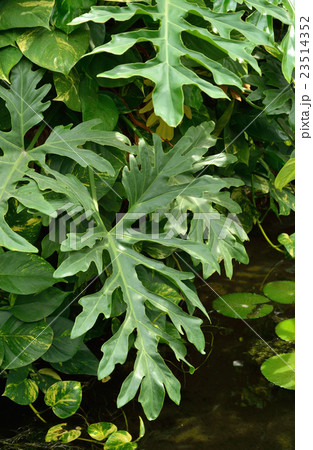 フィロデンドロン セロウム サトイモ科 多年草 観葉植物の写真素材