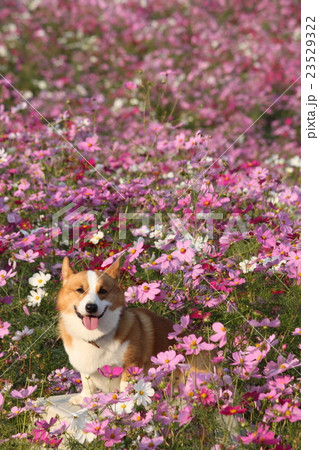 コーギー コスモス ピンク 犬の写真素材 - PIXTA