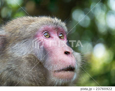 遠くを見る猿の写真素材