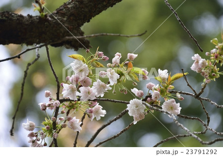 大鹿桜の写真素材