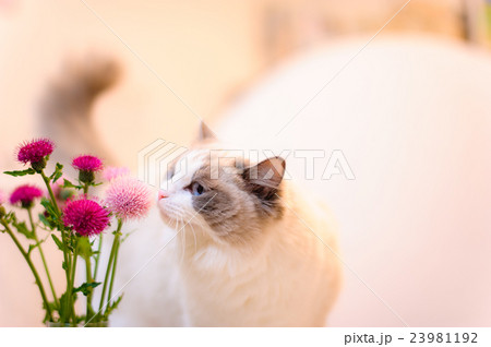 猫 ラグドール 美しい 美の写真素材