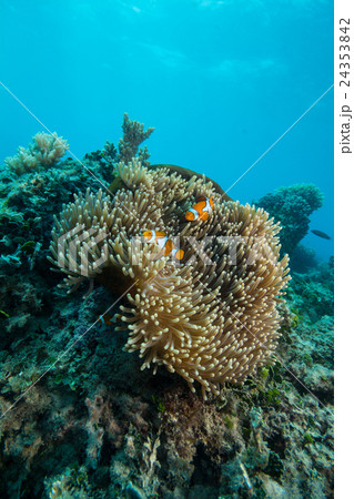 海中 ニモ 魚 グレートバリアリーフの写真素材