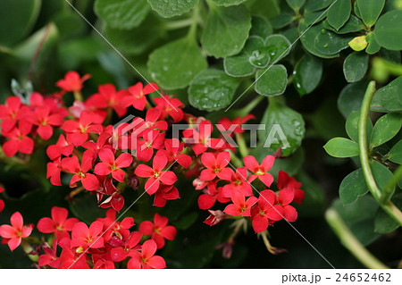 赤い花 小さい花 たくさんの花 咲き乱れの写真素材