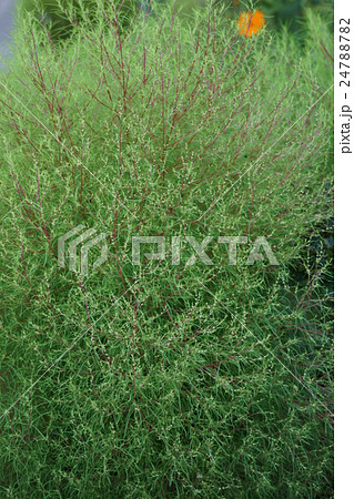 ハハキギ 丸い 草の写真素材