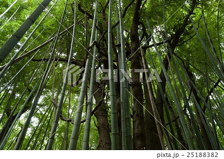 放置竹林 竹害 竹 孟宗竹の写真素材