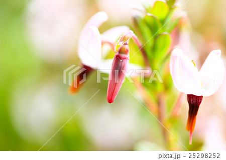 花 ツルコケモモ 蕾 クランベリーの写真素材