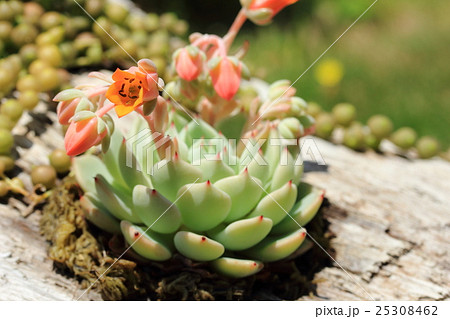 ロゼット状葉 観葉植物の写真素材 - PIXTA