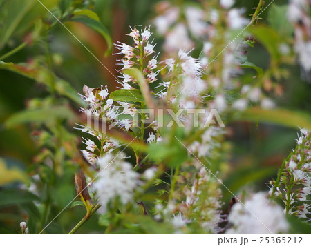 シモバシラの花の写真素材