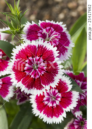花壇 花 テルスター ナデシコ科の写真素材 Pixta