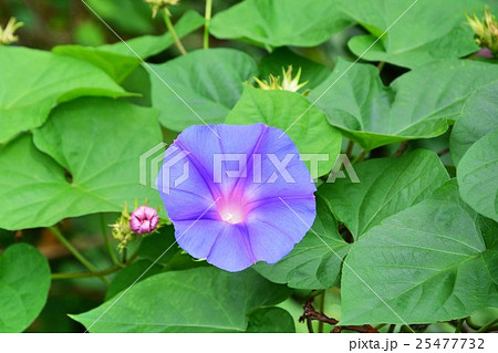 野朝顔の写真素材