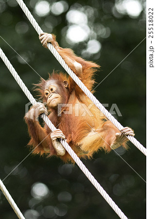 オランウータンの赤ちゃんの写真素材