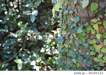 幹 つる植物 つる 巻き付くの写真素材